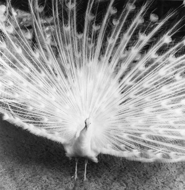 Asako Narahashi, Untitled from Nu-e (peacock), 1995