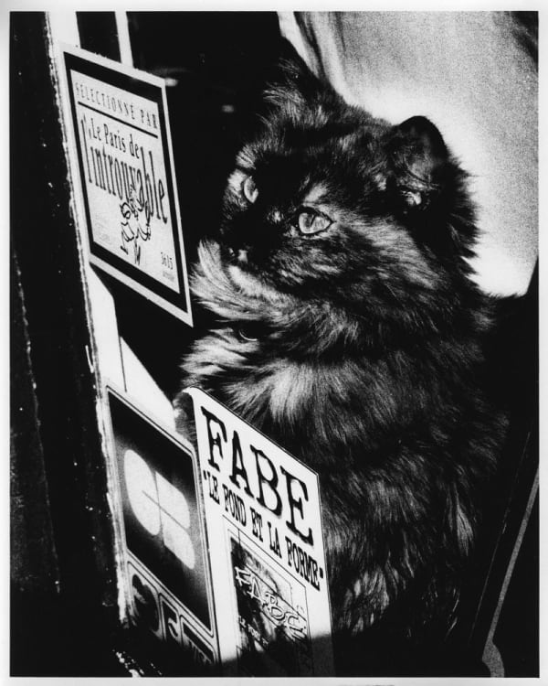 NEKO Project, Takehiko Nakafuji - Untitled