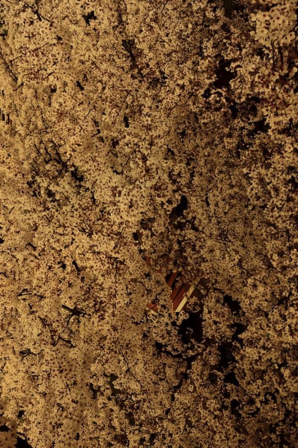 Albarrán Cabrera, The Mouth of Krishna #60131, 2015/2018