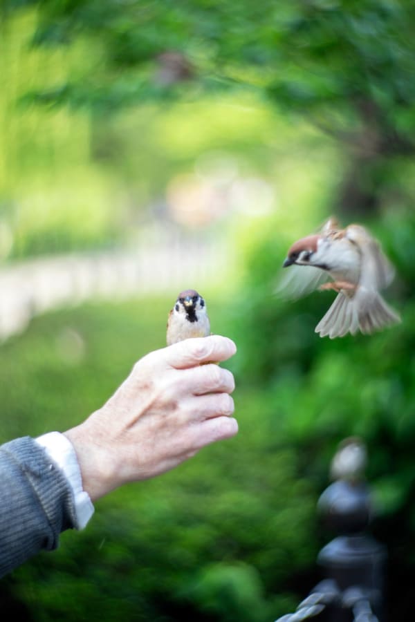 Yoshinori Mizutani, Tori to te 008, 2017