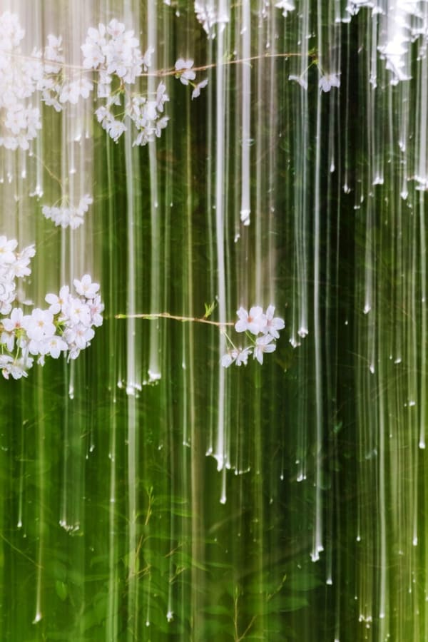Yoshinori Mizutani, Sakura 014, 2015