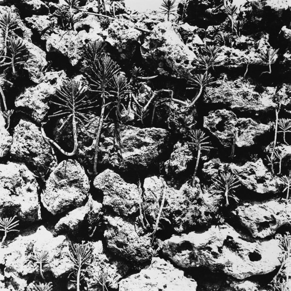 Asako Narahashi, Untitled (rocks and plants, Taketomijima), from Dawn in Spring, 1989