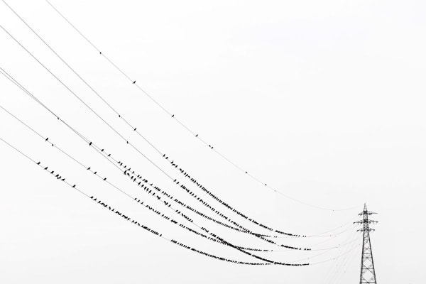 Yoshinori Mizutani, Kawau 006, 2015