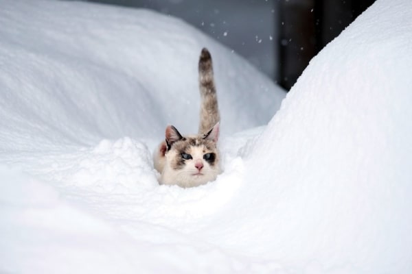 NEKO Project, Tadahiro Kumagai - Untitled