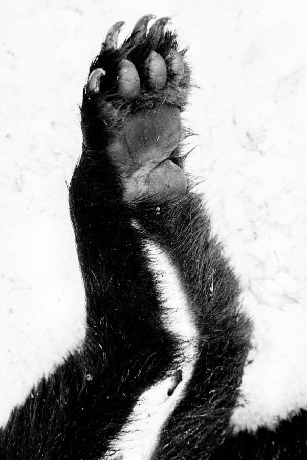 Hajime Kimura, Matagi 33, 2007-2013