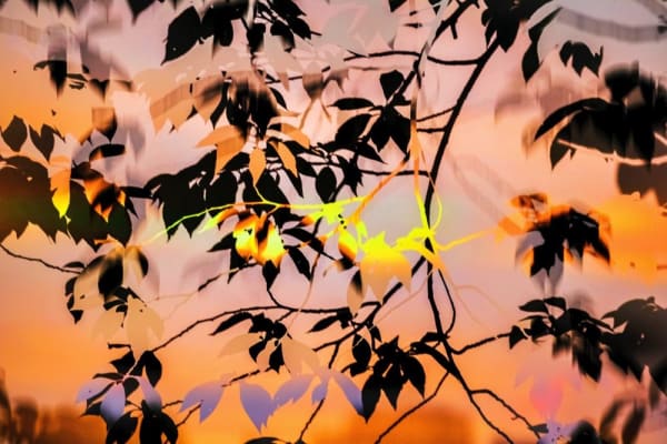 Yoshinori Mizutani, HDR_Nature 008, 2016-2018