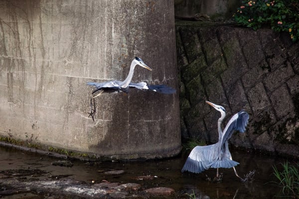 Anaïs Lopez, The Herons II, 2023