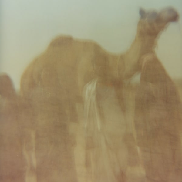 Sean Lotman, "Towards the Oasis" Kutch, India, 2010