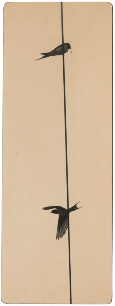 Miho Kajioka, BK0628, 2020