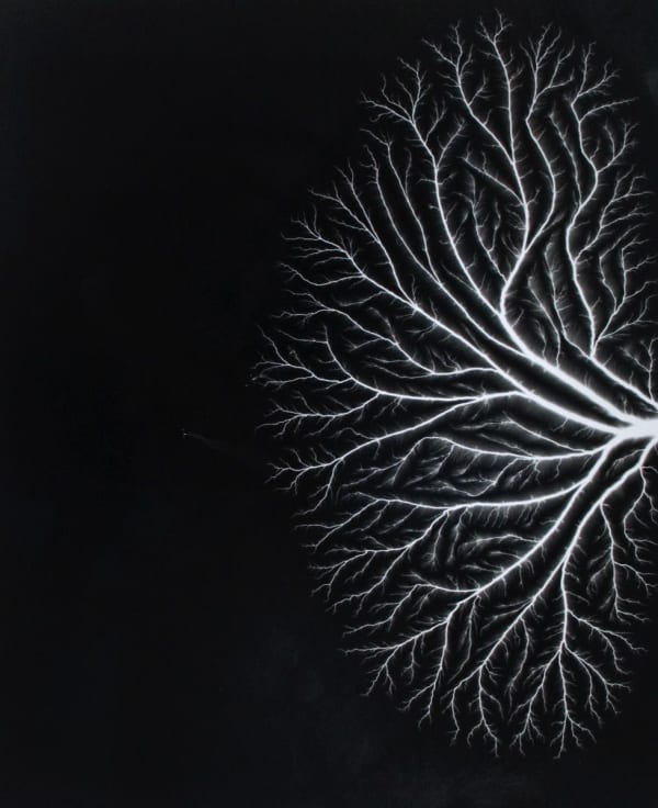 Hiroshi Sugimoto, Talbotized 004, 2012