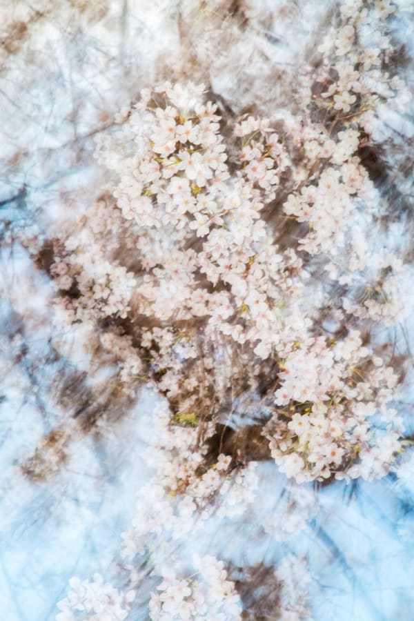 Yoshinori Mizutani, Sakura 004, 2015