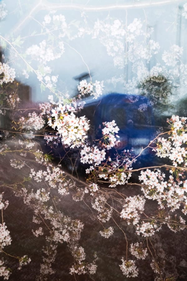 Yoshinori Mizutani, Sakura 025, 2015