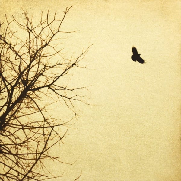 Naohiro Ninomiya, Glanage-11, 2019