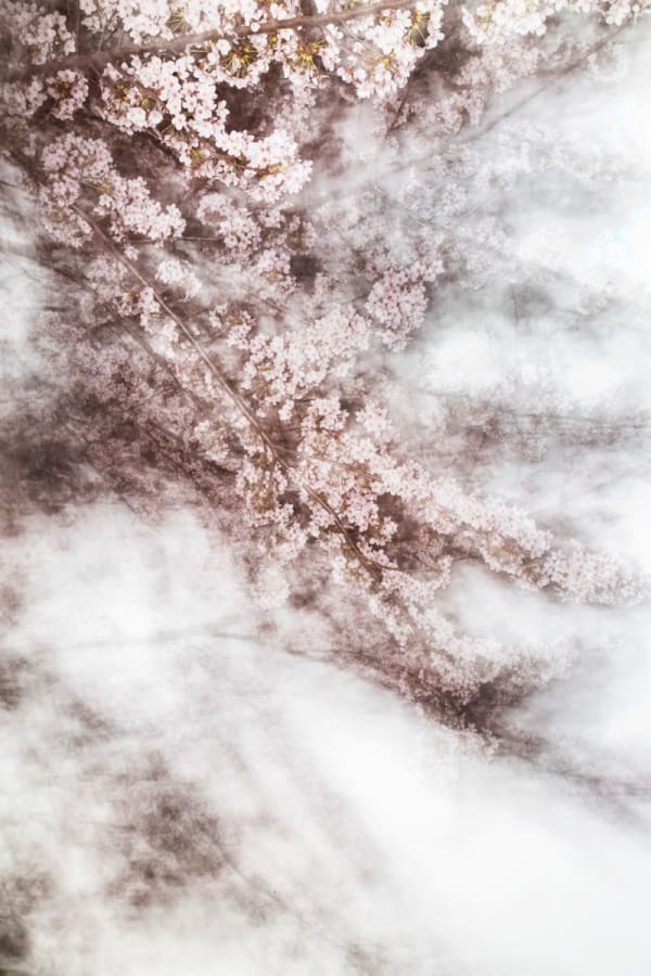 Yoshinori Mizutani, Sakura 019, 2015