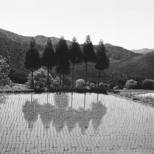 Jeremy Stigter, Trees, ricepaddy - Koshihata, Kyoto-fu, 1989