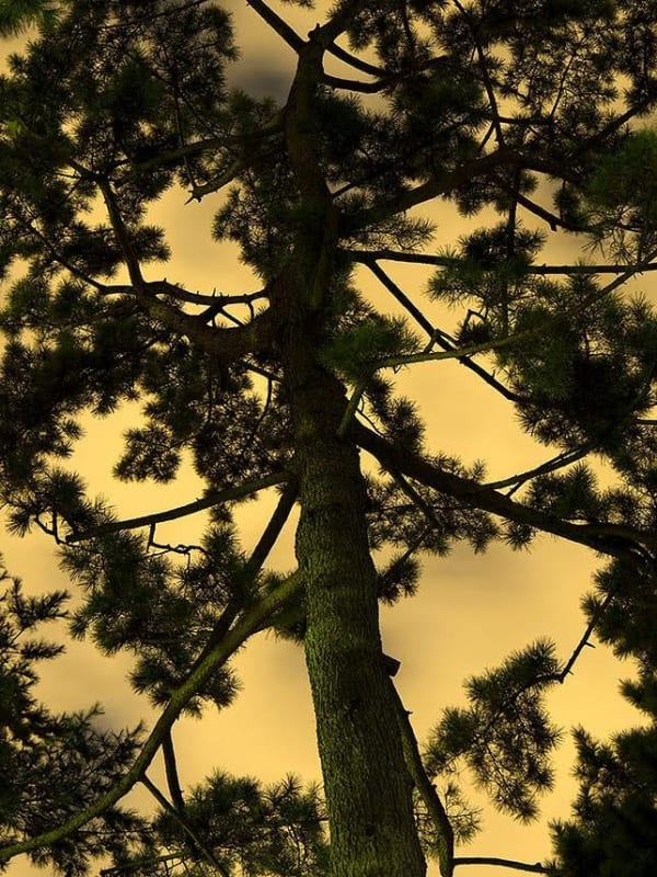 Yoshinori Mizutani, Moonlight 16, 2014
