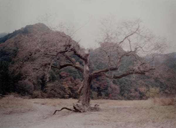 Hanayo, Untitled (dead tree), 2016/2021