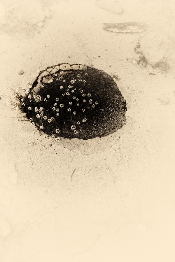 Albarrán Cabrera, The Mouth of Krishna #318, 2014