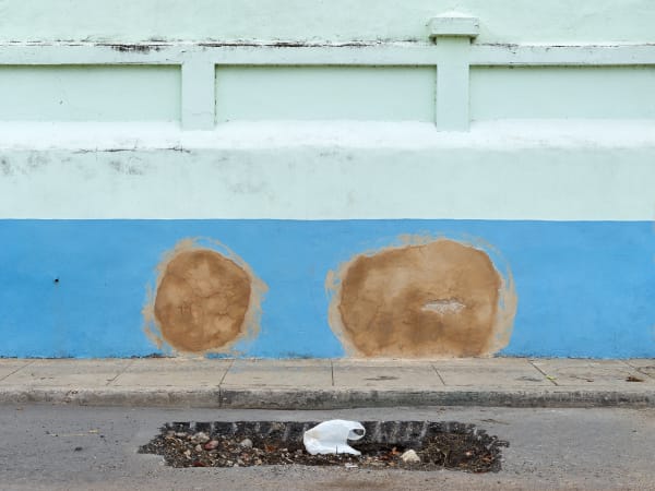 Bert Danckaert, True Nature #71 (Havana), 2017