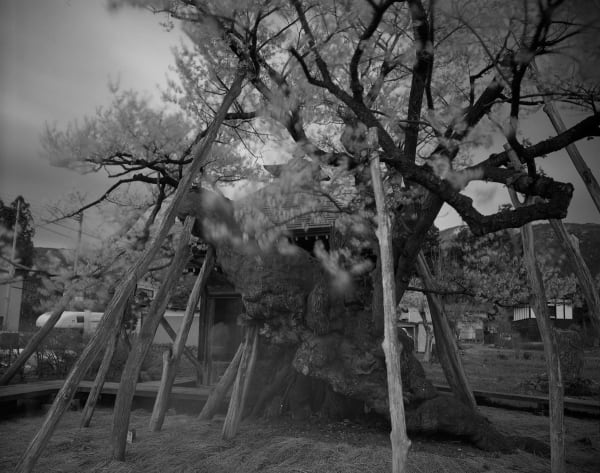 Keiichi Ito, Okitama Yamagata-ken, 2012