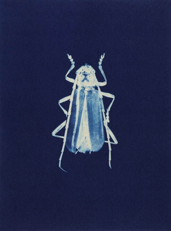 Anaïs Lopez, Beetle III, 2025
