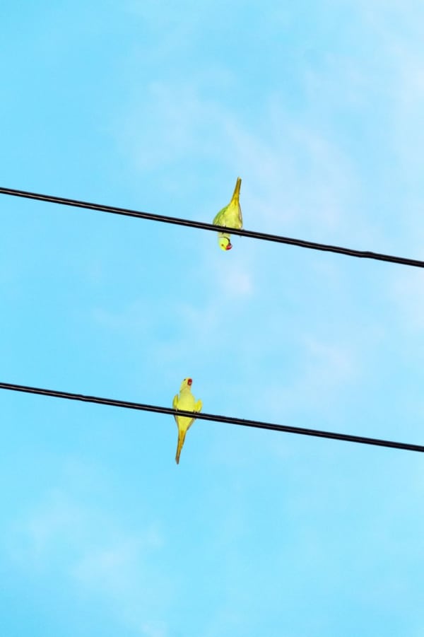 Yoshinori Mizutani, Tokyo Parrots 048, 2013