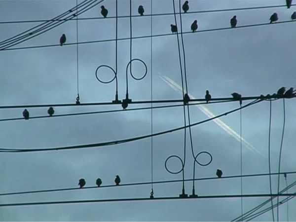 Madelon Hooykaas, Birds on wire, from 'Haiku, the art of the present moment', 2007/2023