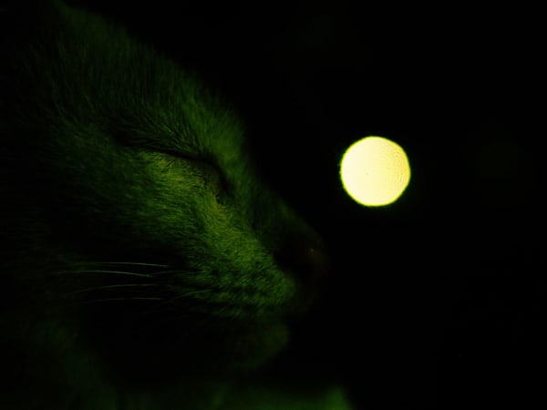 NEKO Project, Tatsuya Ozawa