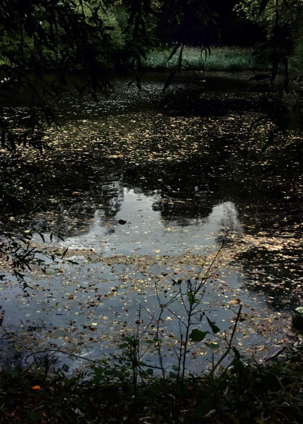 Sayako Sugawara, Golden Leafy Way, 2019