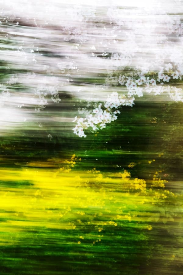 Yoshinori Mizutani, Sakura 017, 2015