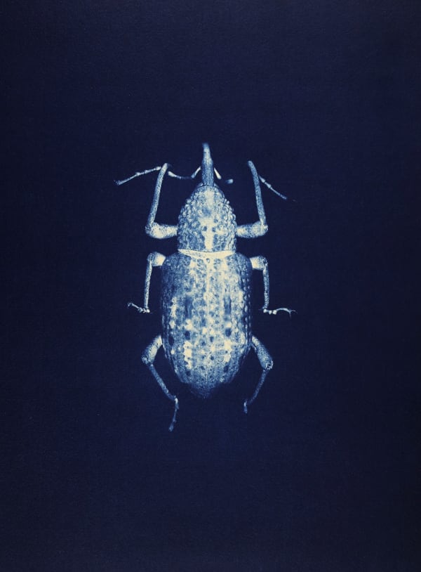 Anaïs Lopez, Beetle I, 2025