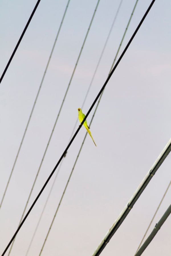 Yoshinori Mizutani, Tokyo Parrots 006, 2013