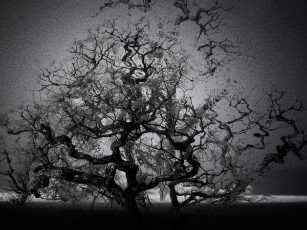 Junko Hirano, A-Bombed tree 7AT-1, 2025