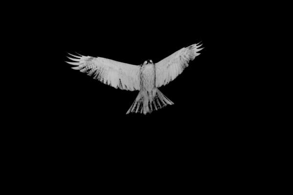 Anaïs Lopez, Bird of Prey, 2022