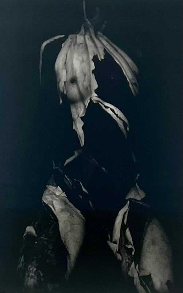 Yoko Mazuki, Torn Lotus, 2000