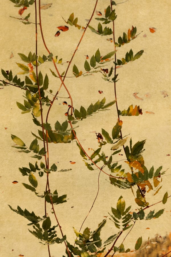 Albarrán Cabrera, The Mouth of Krishna #713, 2019/2022