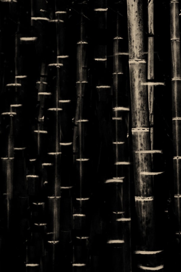 Paul Cupido, Mumu, 2016