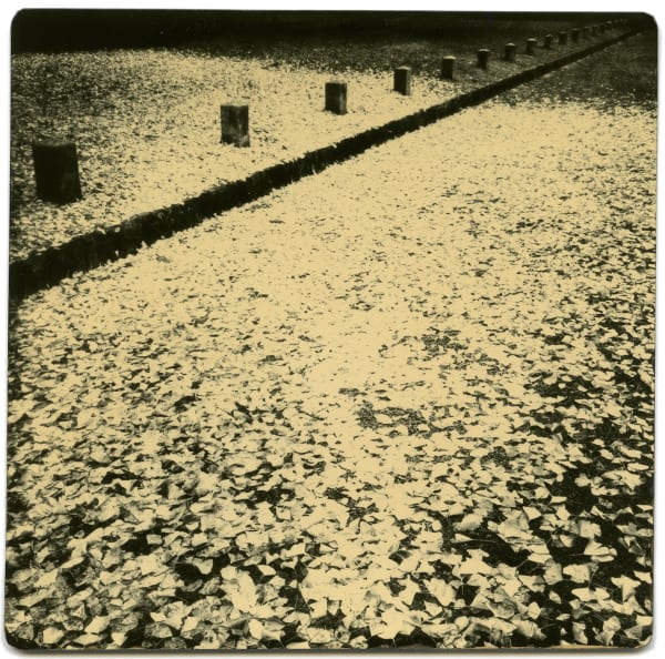 Miho Kajioka, BK0382, 2017