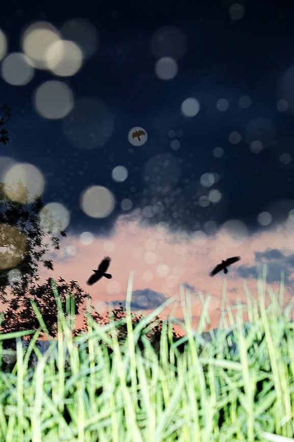 Yoshinori Mizutani, Yusurika 039, 2015