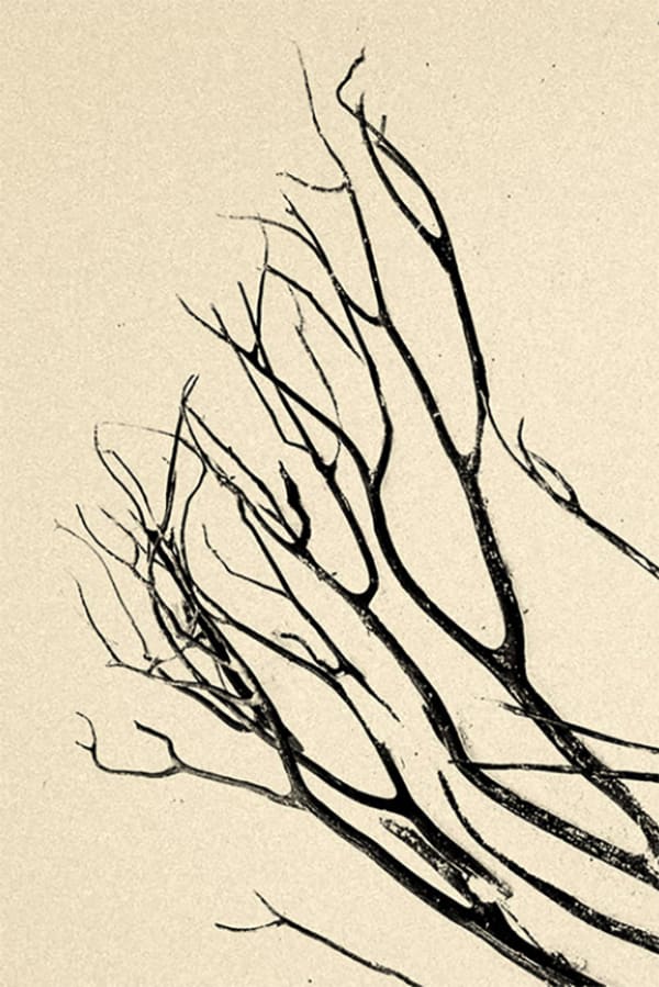 Paul Cupido, Kawa #67, 2019