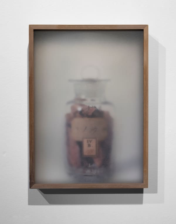 Casper Faassen, ReCollection Siebold 6, 2023