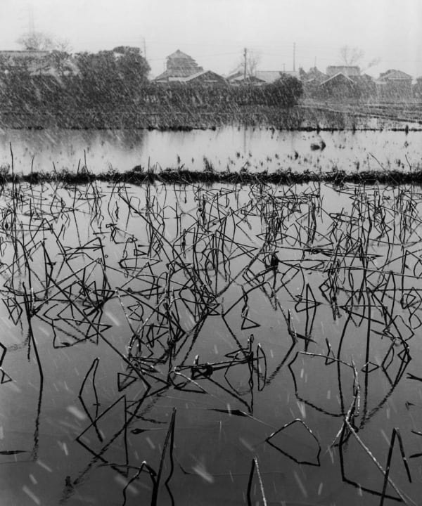 Werner Bischof, JAPAN. Lotus Pond Winter, 1951