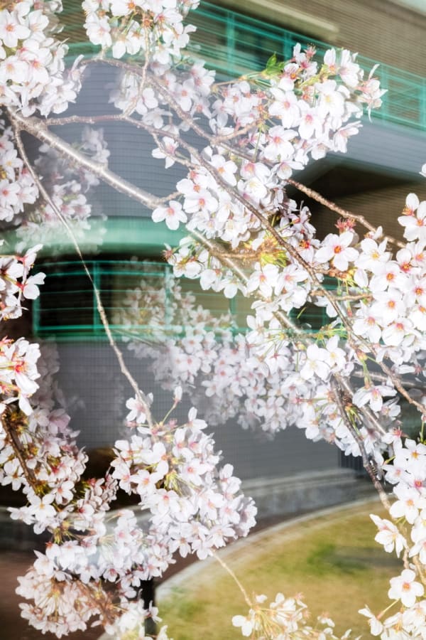 Yoshinori Mizutani, Sakura 024, 2015