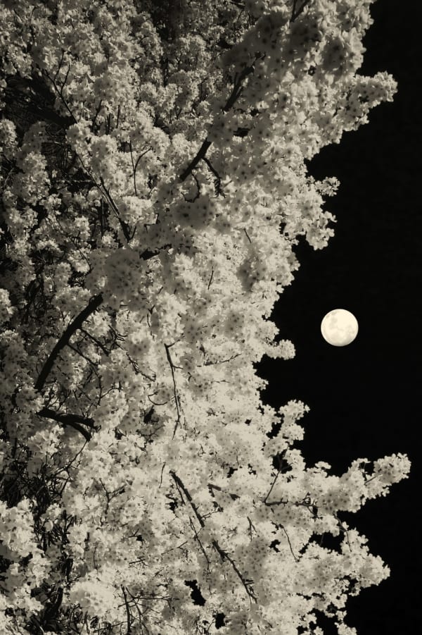 Paul Cupido, Moon Addict, 2021