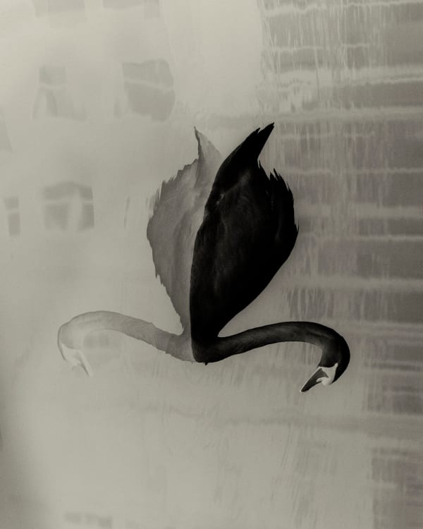 Sayuri Ichida, Absentee #207, 2021