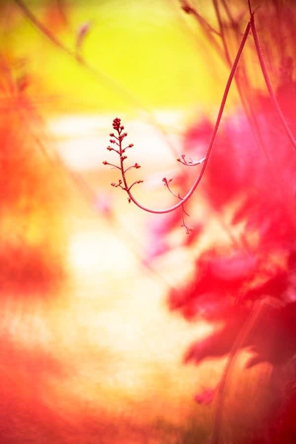 Yoshinori Mizutani, Voices of Flowers 005, 2016