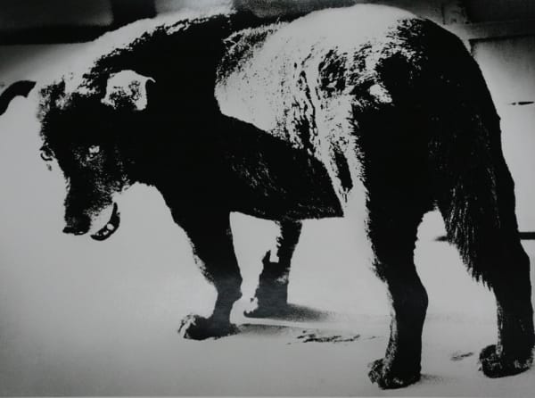 Daido Moriyama, Dog Town from "Searching Journeys 3", Misawa, Aomori, 1971