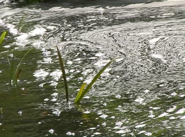 Madelon Hooykaas, Reed in water, from 'Haiku, the art of the present moment', 2007/2023