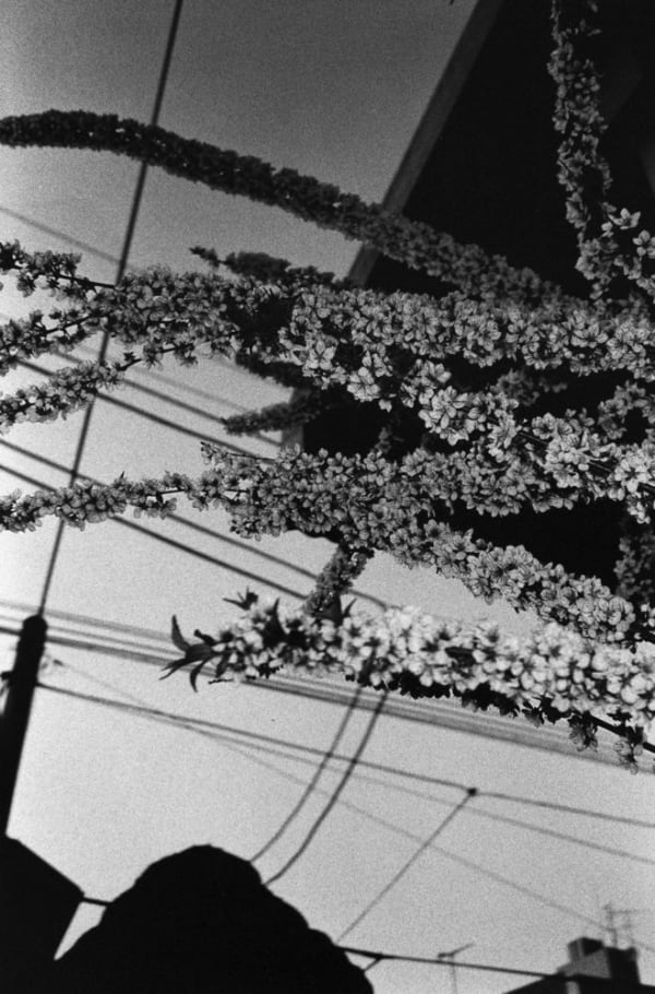 Asako Narahashi, Untitled (Plate 1062 (branches with many small flowers)), from Nu-e, 1996