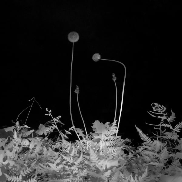 Toshiya Watanabe, Somewhere not here #057, 2019